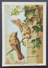 Immagine cromata ROSSA CODA