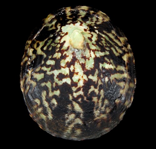 Seashell 134 cellana - seashell,