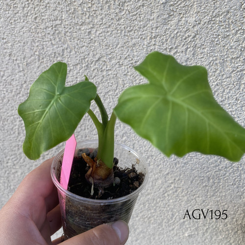 Alocasia gageana variegata - alocasia,