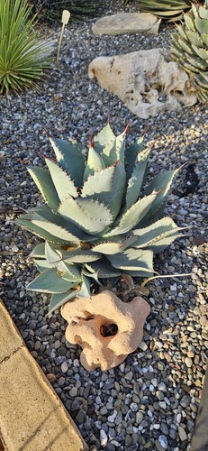 Agave pygmaea dragon - toes',