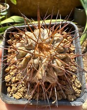 Copiapoa haseltoniana. Own Roots,  4.5 cm, 8 Cm Pot, Not Aztekium, Ariocarpus
