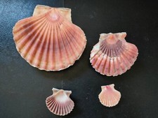 Conchiglia Shell PECTEN