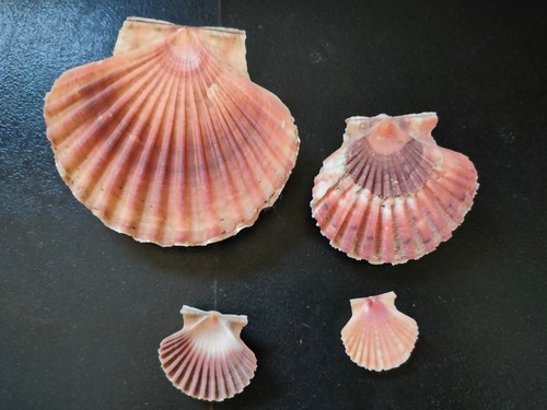 Conchiglia shell pecten - conchiglia,