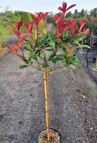Nespolo lucido photinia - nespolo,