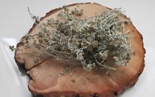 ARTEMISIA GLACIALIS, GENEPY - 100 PIANTINE SECCATE (quantità per 2 litri alcol)