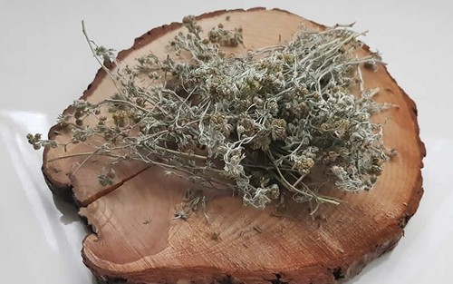 Artemisia glacialis genepy - glacialis,,