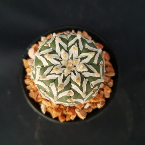 Astrophytum asterias super - astrophytum, 'super
