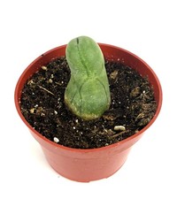 Trichosereus Bridgesii