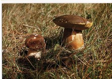 IMAGE DU PERIGORD DES CEPÈS FUNGHI BOLETI PORCINI PILZE MUSHROOMS CHAMPIGNON Car