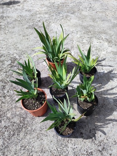 Cespo iris germanica in - di,