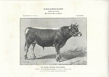 Stampa antica GIOVANE TORO di razza JERSEY 1905 Antique print cattle