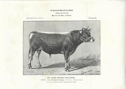 Stampa antica giovane toro - stampa,