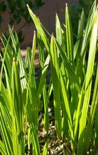 1- Medjool 8+ In Date Palm