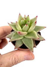 Echeveria agavoides -