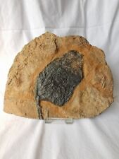 Bellissimo crinoide siluriano