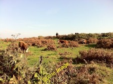 Photo 12x8 Cows near