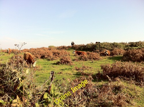 Photo 12x8 cows near - 12x8,