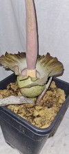 Amorphophallus lewallei x