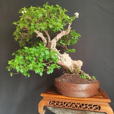 Bonsai esemplare prunus - esemplare,