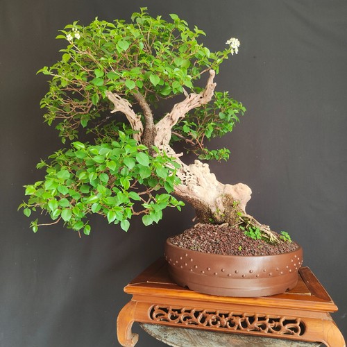 Bonsai esemplare prunus - esemplare, di