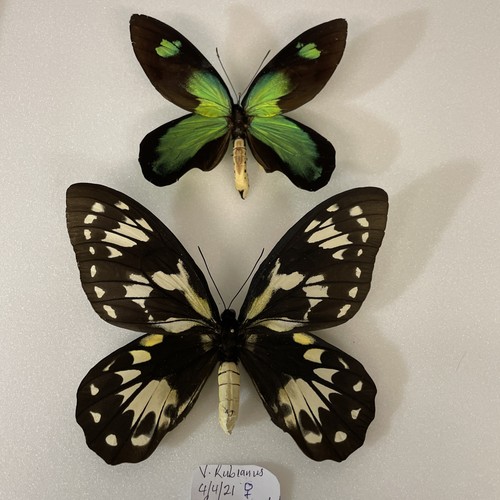 Entomologia*Ornithoptera