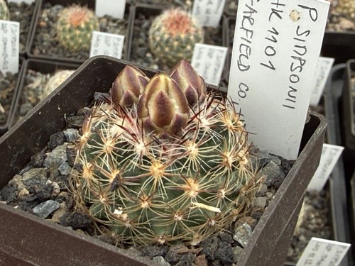 Pediocactus simponii hk1101 - hk1101,