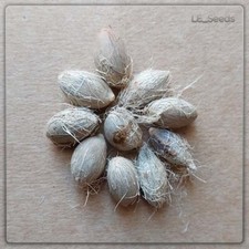 10 semi di Chamaerops humilis