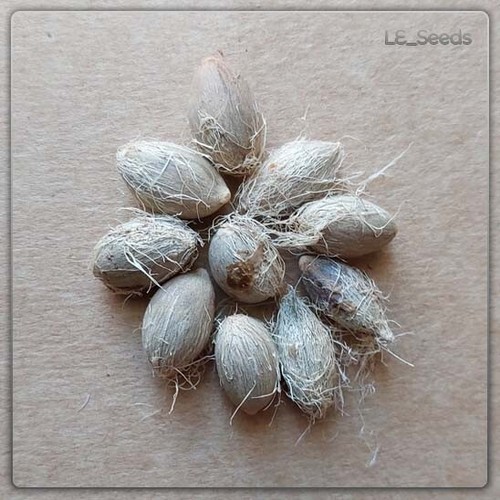 Semi chamaerops humilis - di,