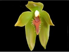 Sudamerlycaste priscilae BS