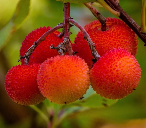 Arbutus unedo corbezzolo - arbutus,