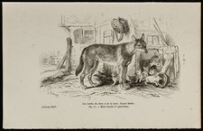 1867 - Cuccioli Di Cane E Di