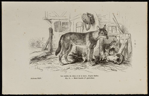 1867 cuccioli cane e di - 1867,