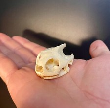 Taxidermy Skull, Cabinet De