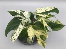 Epiprenum Pinnatum Marble variegata talee