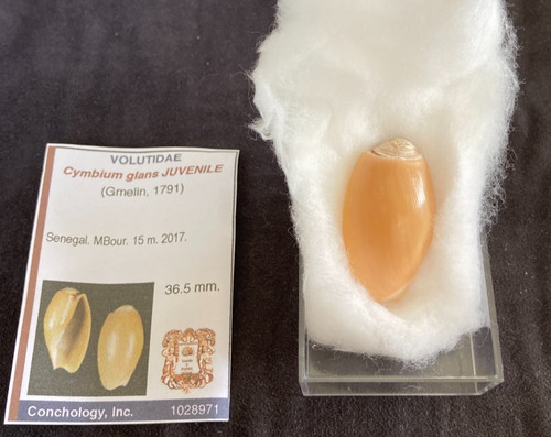 Volutidae cymbium glans - cymbium,