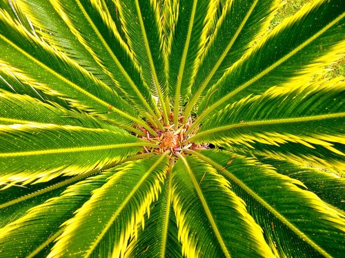 Cycas revoluta aurea - cycas,
