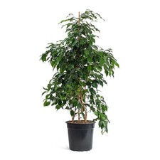 Ficus benjamina danielle - ficus,