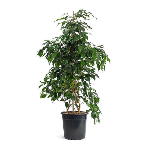 Ficus benjamina danielle - s.,