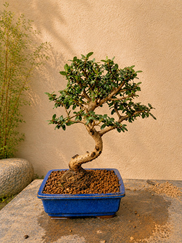 Bonsai olivastro oliv silv - olivastro, oliv-silv#4