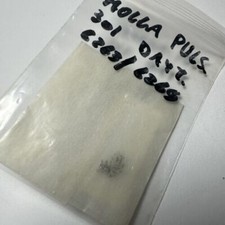 Rolex Daytona 6263 NOS pusher