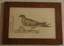 Original Woodcut 1599