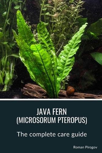 Java fern microsorum - java,