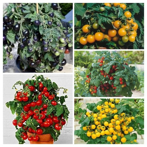 Pomodori nani colorati - colorati,