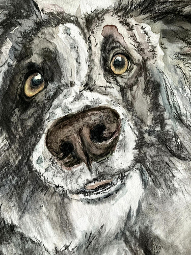 Border collie cane pastore - border,