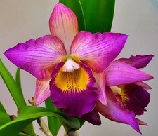 Fioritura cattleya iwanagara - fioritura,