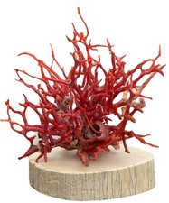 Corallo Rosso Trapani Antico