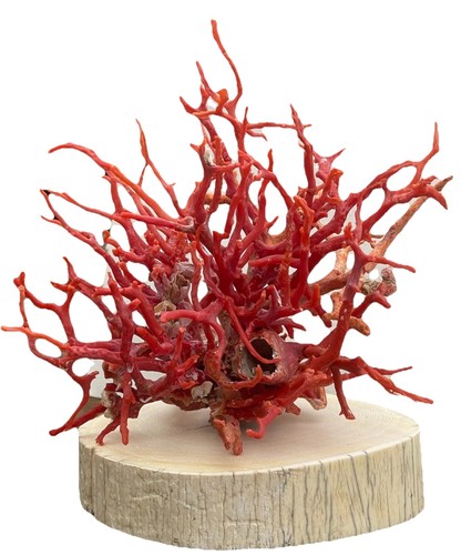 Corallo rosso trapani antico - rosso,