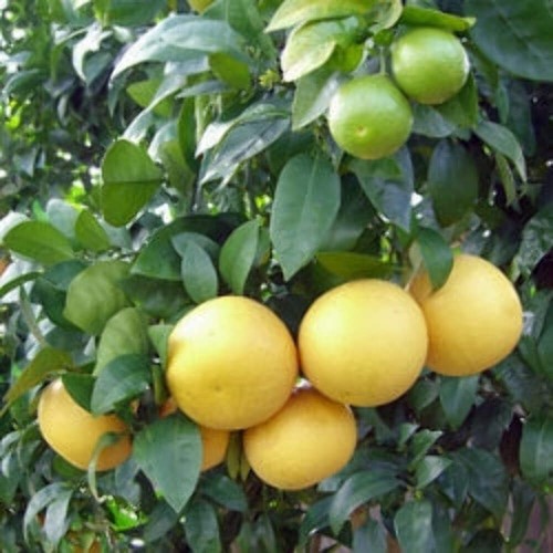 Citrus paradisi pompelmo - paradisi,