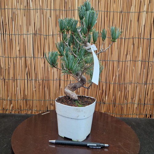 Bonsai pino pentaphilla h - bonsai,