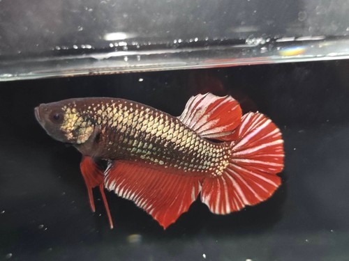 Live betta fish gigante - betta,
